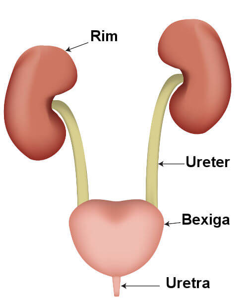 SISTEMA URINÁRIO